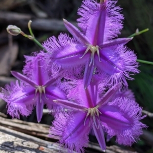 Thysanotus tuberosus at Carabost, NSW - 2 Dec 2021