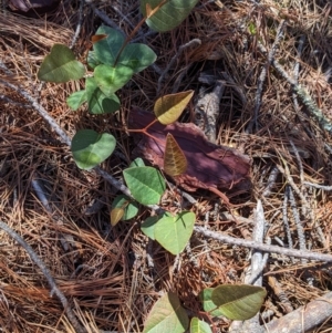 Hardenbergia violacea at Carabost, NSW - 2 Dec 2021