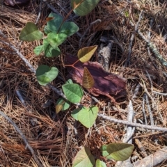 Hardenbergia violacea (False Sarsaparilla) at Carabost, NSW - 2 Dec 2021 by Darcy