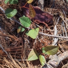 Hardenbergia violacea at Carabost, NSW - suppressed