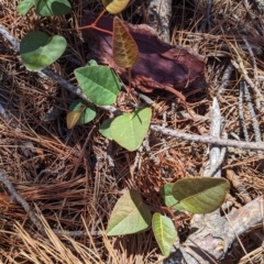 Hardenbergia violacea at Carabost, NSW - 2 Dec 2021