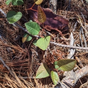 Hardenbergia violacea at Carabost, NSW - 2 Dec 2021