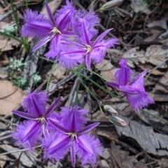 Thysanotus tuberosus (Common Fringe-lily) at suppressed - 2 Dec 2021 by Darcy