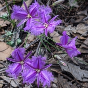 Thysanotus tuberosus (Common Fringe-lily) at suppressed by Darcy