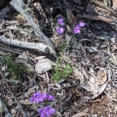 Thysanotus tuberosus at Rosewood, NSW - suppressed