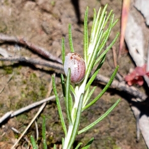 Paropsisterna m-fuscum at Yass River, NSW - 30 Nov 2021 11:12 AM