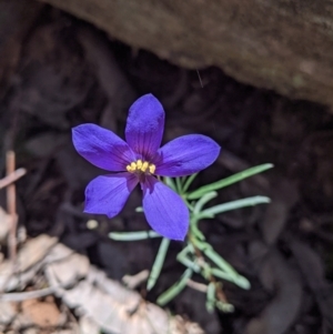 Cheiranthera linearis at Rosewood, NSW - 2 Dec 2021