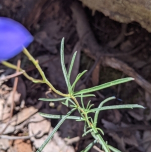 Cheiranthera linearis at Rosewood, NSW - suppressed