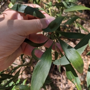 Acacia melanoxylon at Rosewood, NSW - 2 Dec 2021