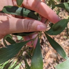 Acacia melanoxylon at Rosewood, NSW - 2 Dec 2021