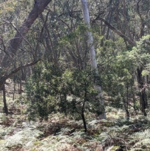 Acacia melanoxylon at Rosewood, NSW - suppressed