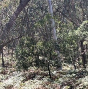 Acacia melanoxylon at Rosewood, NSW - 2 Dec 2021