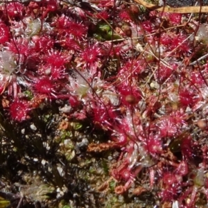 Drosera sp. at Bundanoon, NSW - 15 Mar 2021 11:50 AM