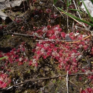 Drosera sp. at Bundanoon, NSW - 15 Mar 2021 11:50 AM