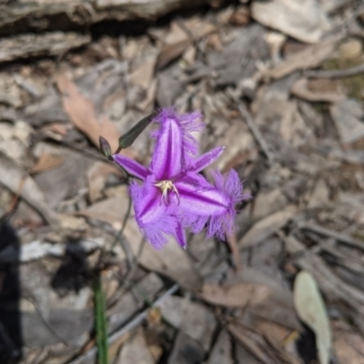 Thysanotus tuberosus (Common Fringe-lily) at Rosewood, NSW - 2 Dec 2021 by Darcy