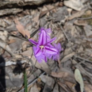 Thysanotus tuberosus (Common Fringe-lily) at Rosewood, NSW by Darcy