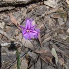 Thysanotus tuberosus at Rosewood, NSW - 2 Dec 2021