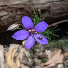 Cheiranthera linearis (Finger flower) at Rosewood, NSW - 2 Dec 2021 by Darcy
