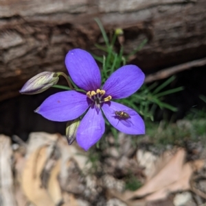 Cheiranthera linearis (Finger flower) at Rosewood, NSW by Darcy