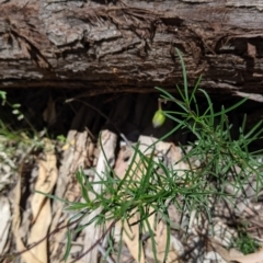 Cheiranthera linearis at Rosewood, NSW - 2 Dec 2021