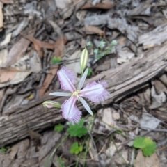 Thysanotus tuberosus at Rosewood, NSW - 2 Dec 2021 01:17 PM