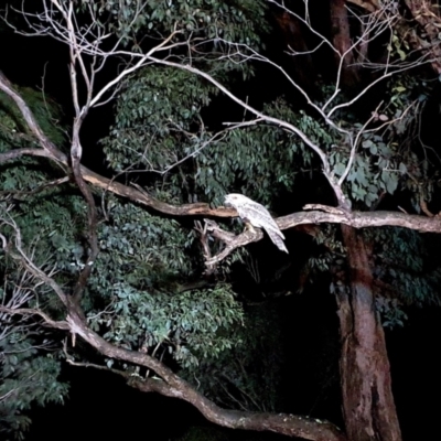 Podargus strigoides (Tawny Frogmouth) at Yass River, NSW - 26 Nov 2021 by SenexRugosus