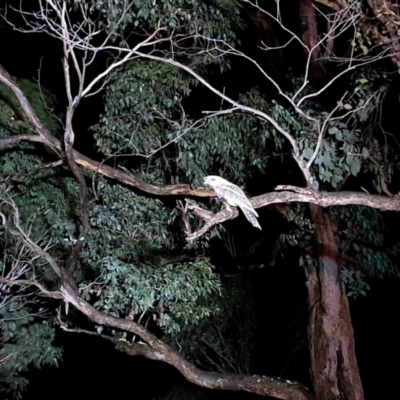 Podargus strigoides (Tawny Frogmouth) at Rugosa - 26 Nov 2021 by SenexRugosus