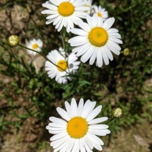 Brachyscome diversifolia var. dissecta at Rosewood, NSW - 2 Dec 2021