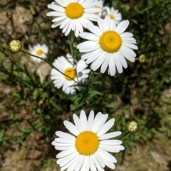 Brachyscome diversifolia var. dissecta (TBC) at Rosewood, NSW - 2 Dec 2021 by Darcy