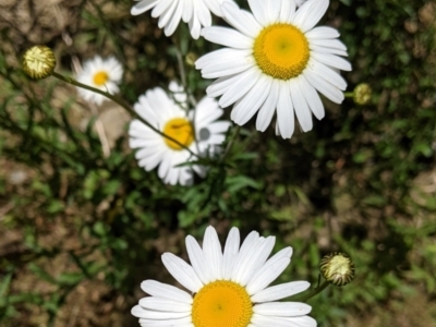 Brachyscome diversifolia var. dissecta (Tall Daisy) at Rosewood, NSW - 2 Dec 2021 by Darcy