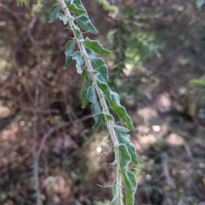 Acacia paradoxa (Kangaroo Thorn) at Coppabella, NSW - 3 Dec 2021 by Darcy
