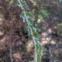 Acacia paradoxa (Kangaroo Thorn) at Coppabella, NSW - 2 Dec 2021 by Darcy