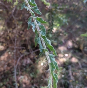 Acacia paradoxa (Kangaroo Thorn) at suppressed by Darcy