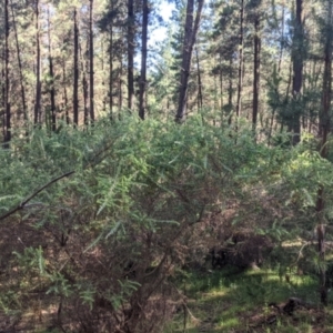 Acacia paradoxa at Coppabella, NSW - suppressed