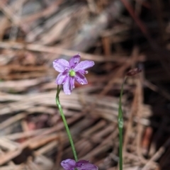 Arthropodium minus (Small Vanilla Lily) at Coppabella, NSW - 2 Dec 2021 by Darcy