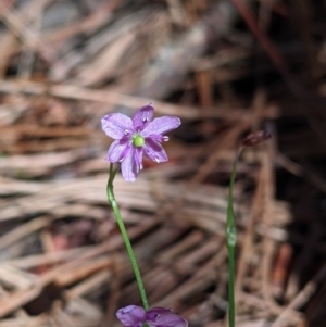 Arthropodium minus at Coppabella, NSW - 3 Dec 2021