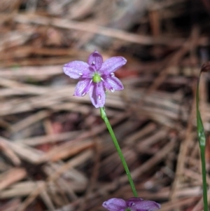 Arthropodium minus at Coppabella, NSW - 3 Dec 2021