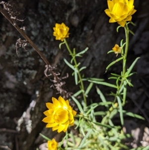 Xerochrysum viscosum at Coppabella, NSW - suppressed