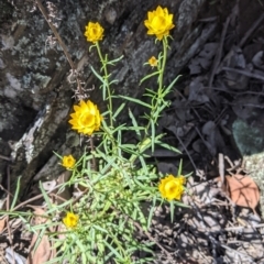 Xerochrysum viscosum at Coppabella, NSW - suppressed
