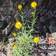 Xerochrysum viscosum at Coppabella, NSW - 3 Dec 2021