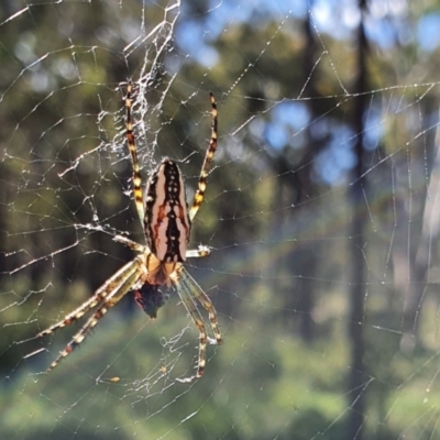 Plebs bradleyi (Enamelled spider) at Rugosa - 29 Nov 2021 by SenexRugosus