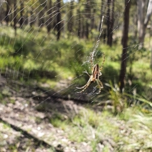 Plebs bradleyi at Yass River, NSW - 29 Nov 2021