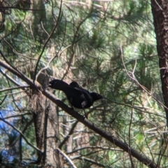 Corcorax melanorhamphos (White-winged Chough) at Coppabella, NSW - 3 Dec 2021 by Darcy