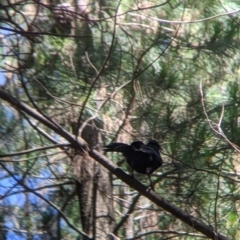 Corcorax melanorhamphos at Coppabella, NSW - 3 Dec 2021