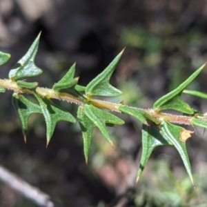 Acacia gunnii at Coppabella, NSW - suppressed