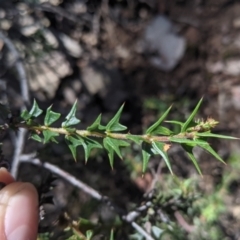 Acacia gunnii at Coppabella, NSW - suppressed