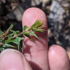 Acacia gunnii at Coppabella, NSW - suppressed