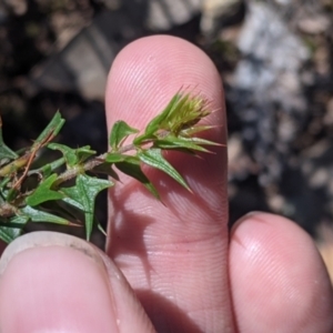 Acacia gunnii at Coppabella, NSW - suppressed