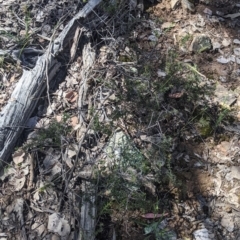 Acacia gunnii at Coppabella, NSW - suppressed