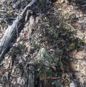 Acacia gunnii at Coppabella, NSW - suppressed